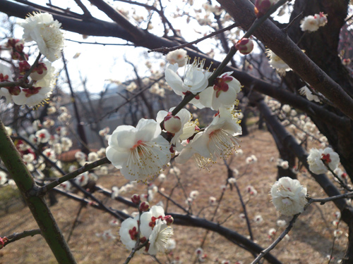 梅の花（白）
