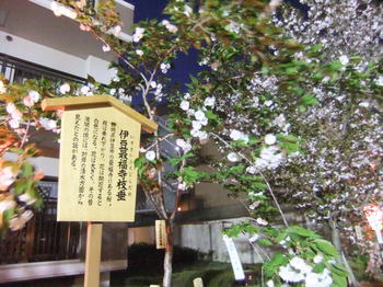 桜の通り抜け 004.jpgのサムネール画像