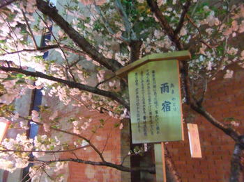 桜の通り抜け 006.jpgのサムネール画像