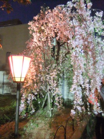 桜の通り抜け 007.jpgのサムネール画像