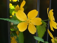黄色い花の写真.JPG